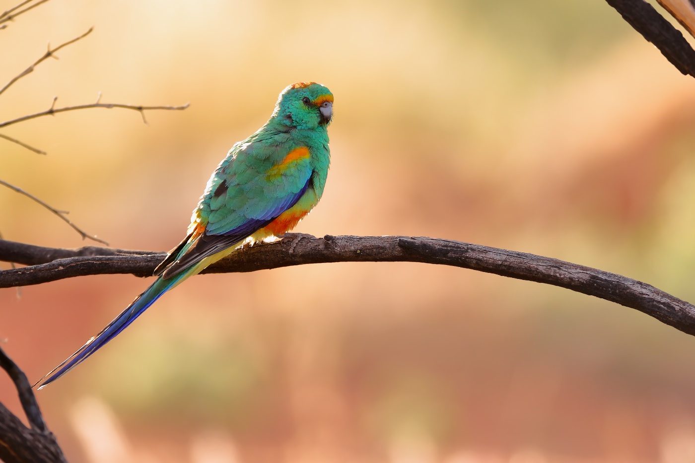 Mulga Parrot BIRDS In BACKYARDS